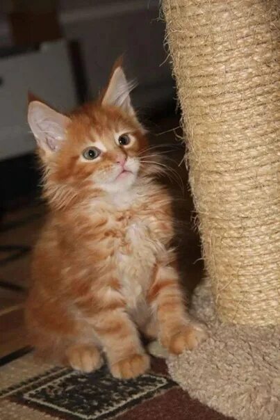 Котенок мейн кун 2 месяца фото Срочно!!! Продам котят. Родились 10 марта. Осталось 2 котёнка., оба мальчики. 20
