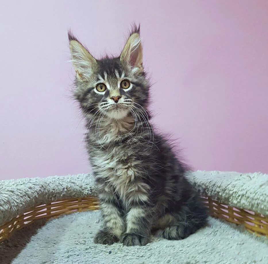Котенок мейн кун 2 месяца фото Мейн кунов котят 2 месяца фото - ViktoriaFoto.ru