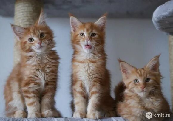 Котенок мейн кун 2 месяца фото Продам котят мейнкун - Воронеж - Доска объявлений Камелот