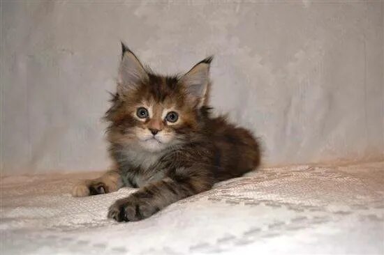 Котенок мейн кун 3 месяца фото Котята Мейн Кун Фото В 3 Месяца