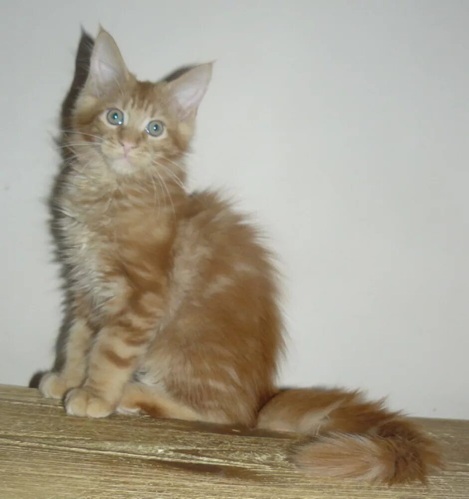Котенок мейн кун 3 месяца фото Maine Coon for sale in the city of Москва (Russian Federation) ➤ Price - 260$ ➤ 