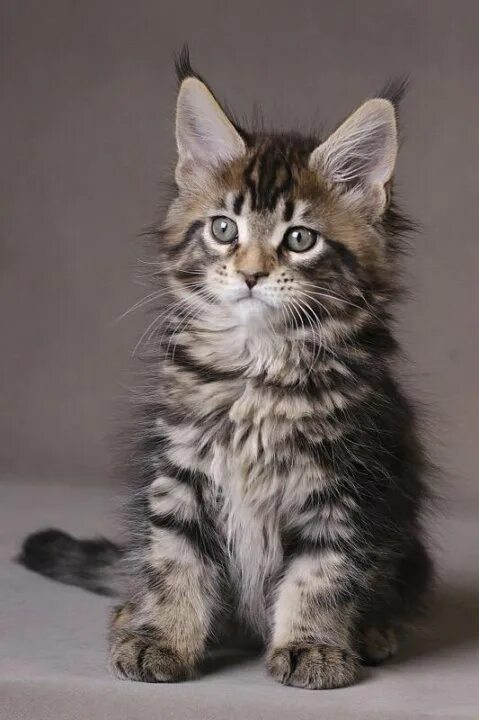 Котенок мейн кун 3 месяца фото Королевские котята - купить в Нижнем Новгороде, цена 10 000 руб., продано 7 апре
