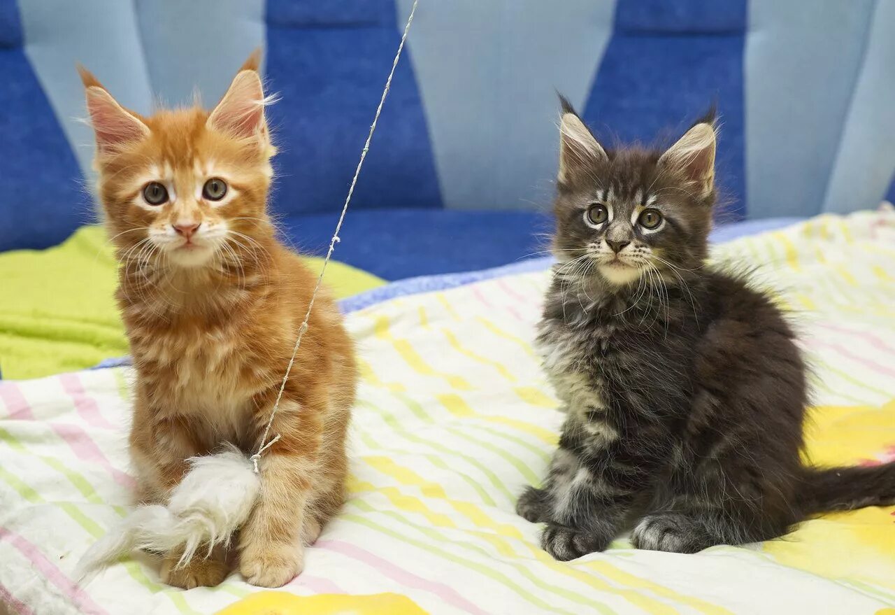 Котенок мейн кун 3 месяца фото Котята мейн-кунов, возраст 2 месяца - Сообщество "Зверьё Моё" на DRIVE2