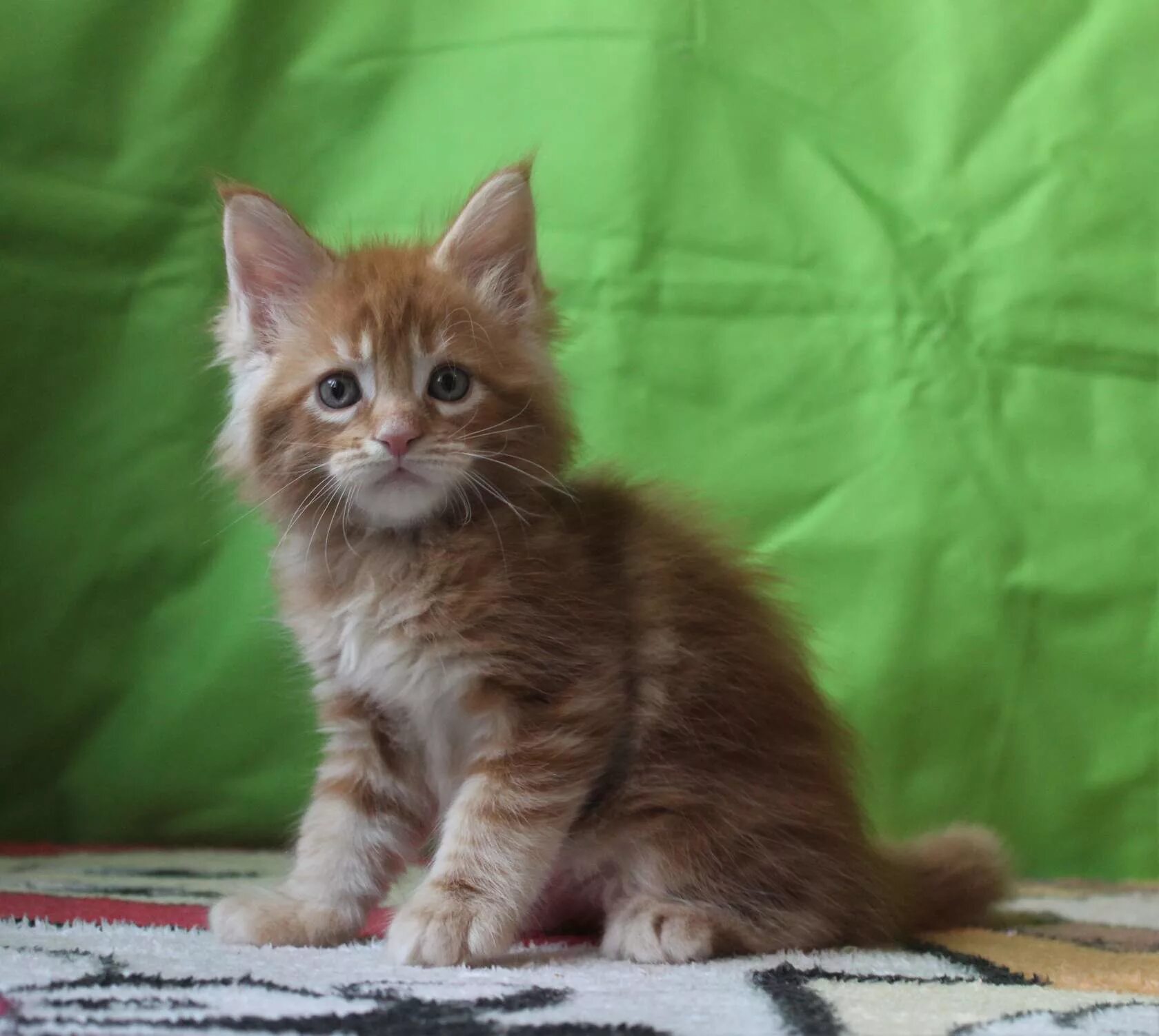 Котенок мейн кун 3 месяца фото 3 4 месяца котенку