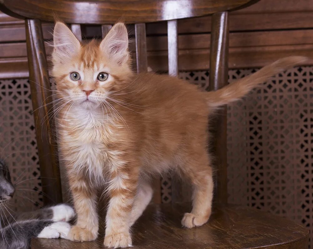 Котенок мейн кун 3 месяца фото 3 4 месяца котенку