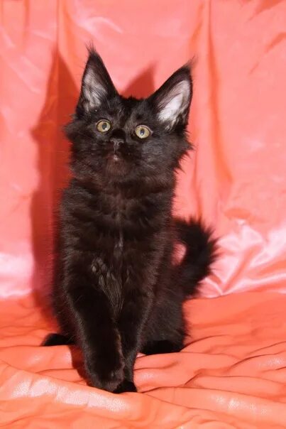 Котенок мейн кун 3 месяца фото Pskov. Three months in good hands. Gorgeous, black, long hair, 3 months, talkati
