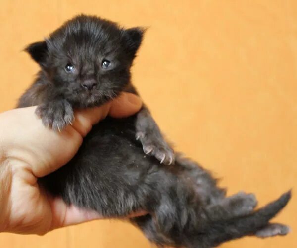 Котенок мейн кун 3 недели фото Питомник Мэйн кунов Catsvill County, Мейнкун ласковый гигант, котята мейн куны, 