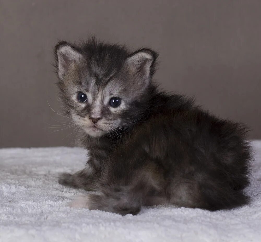 Котенок мейн кун 3 недели фото котенок мейн кун Greza Питомник кошек мейн кун EstatePealrS