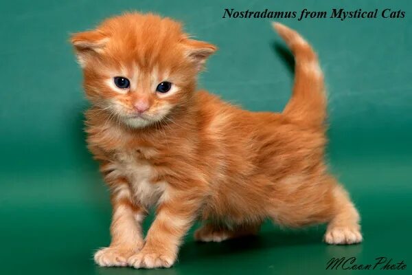 Котенок мейн кун 3 недели фото МЕЙН КУН Питомник Mystical cats КОТЯТА мейн кун помет 13.11.10.