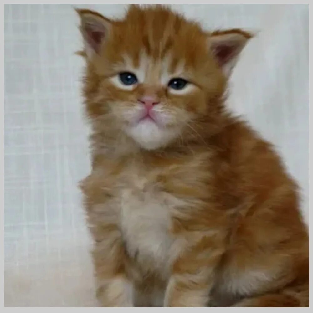 Котенок мейн кун 3 недели фото Котята породы Мейн-кун в возрасте 2 месяца уже достаточно выросли и имеют опреде