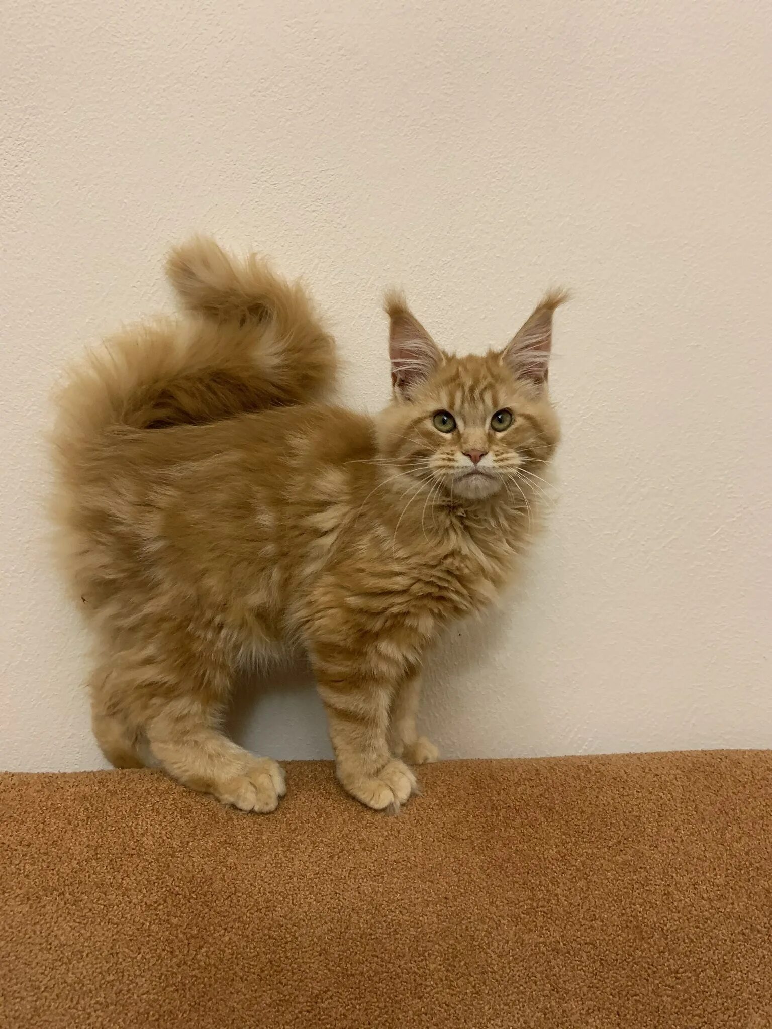 Котенок мейн кун 4 месяца фото Котята мейн кун по месяцам