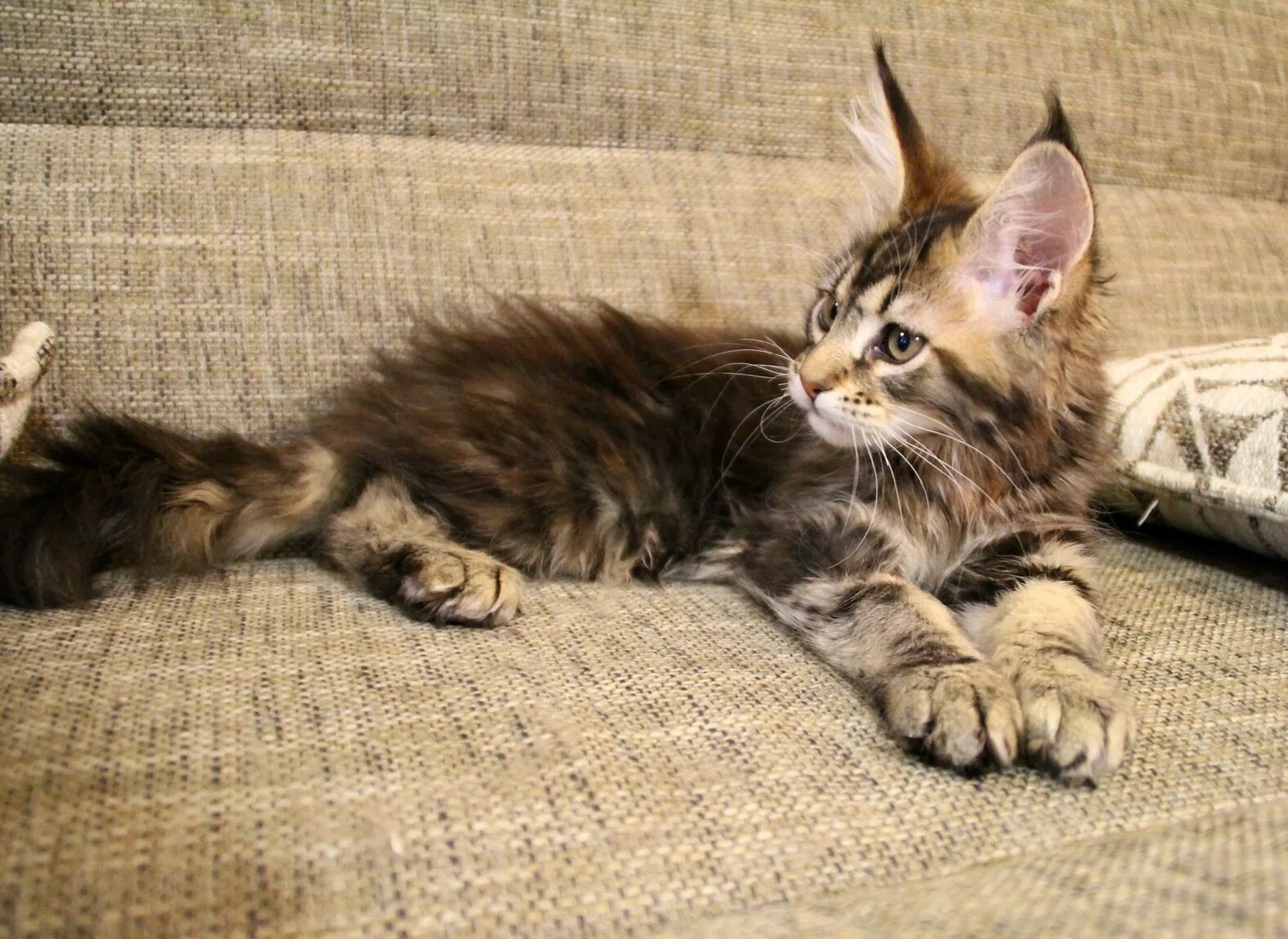 Котенок мейн кун 4 месяца фото Пост о том как растут котята Мейн Куны. Часть 10
