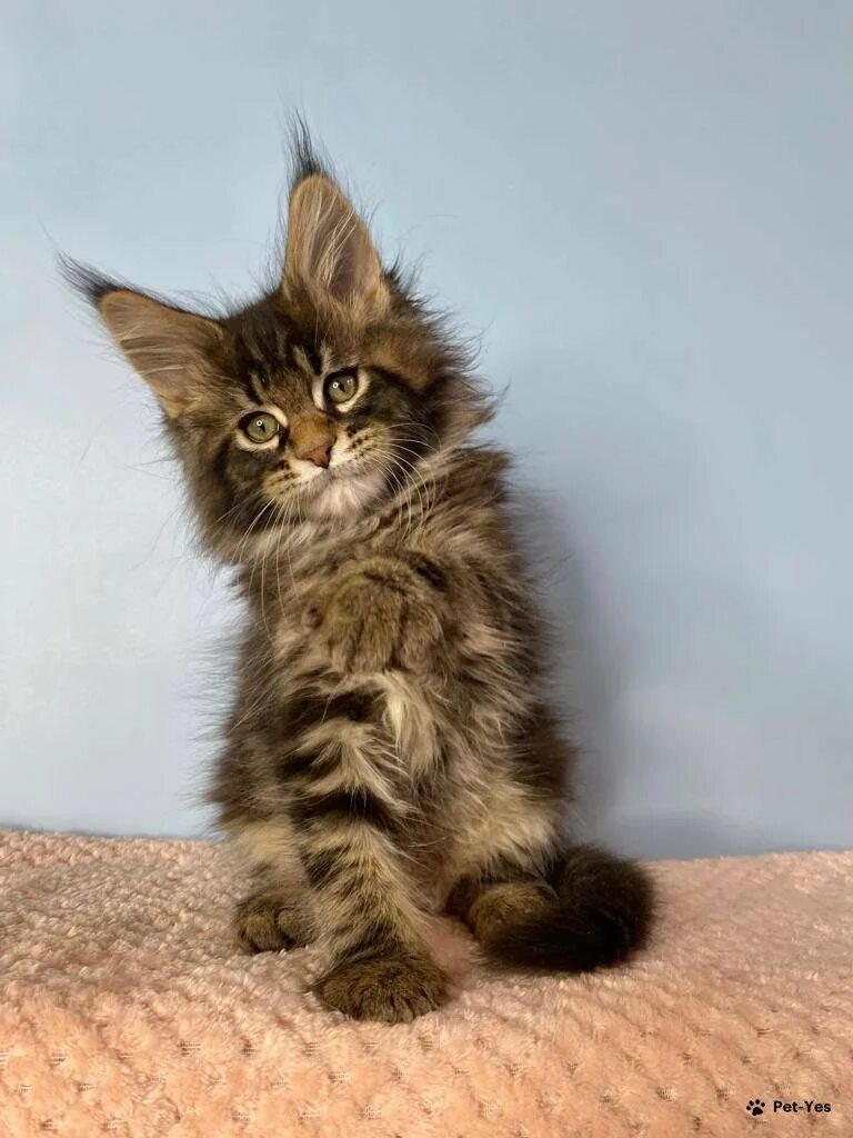 Котенок мейн кун 7 месяцев фото Кошка Мейн-кун 1 год, 7 месяцев купить Москва Pet-Yes
