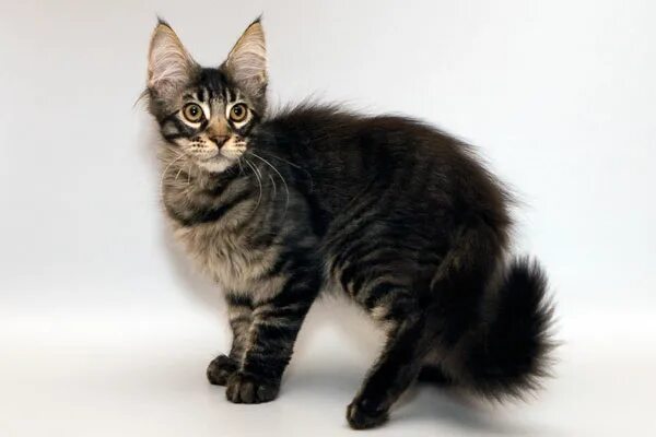 Котенок мейн кун 7 месяцев фото МЕЙН КУН Питомник Mystical cats КОТЯТА мейн кун помет 16.06.09.