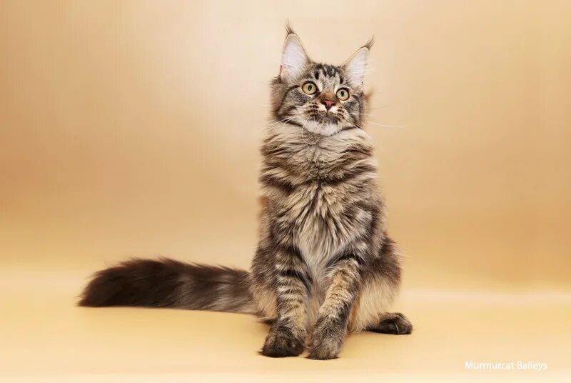 Котенок мейн кун 7 месяцев фото Котенок мейн кун 7 месяцев