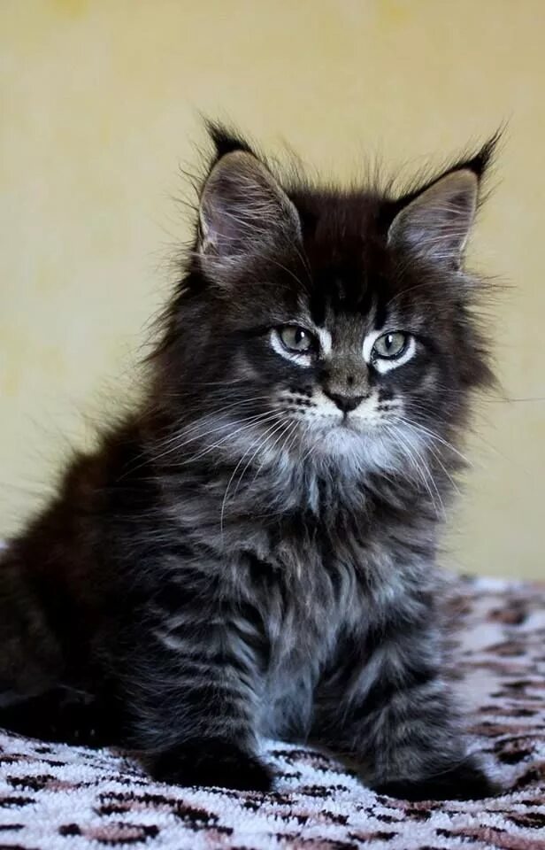Котенок мейн кун фото 5 Pin on KITTY KAT