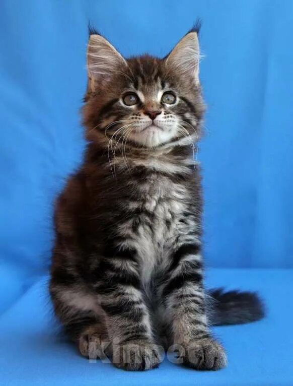 Котенок мейн кун фото 5 Шикарные котята Мейн Куна - купить, продать или отдать на Kinpet