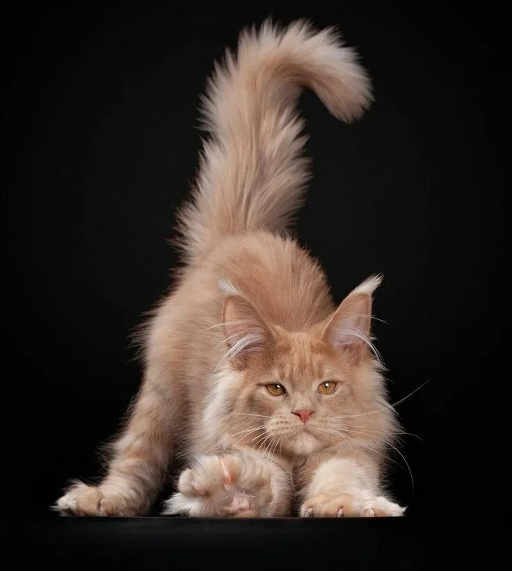 Котенок мейн кун фото 5 √ 14 Most Amazingly Beautiful Cat Breeds in the World Мейн кун, Котята и Милые к