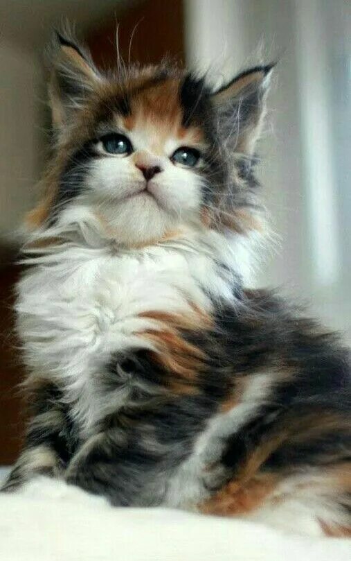 Котенок мейн кун трехцветный фото Nutmeg The Cat, The 31-year Old Cat The Oldest Living Cat In The World Pretty ca