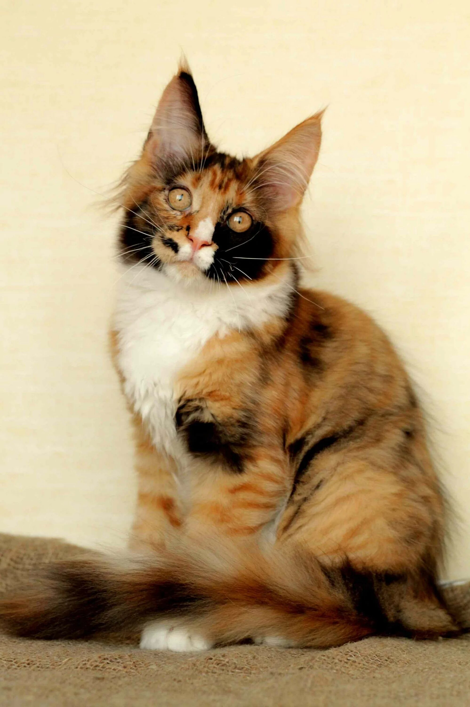 Котенок мейн кун трехцветный фото Трехцветный мейн кун - картинки и фото koshka.top