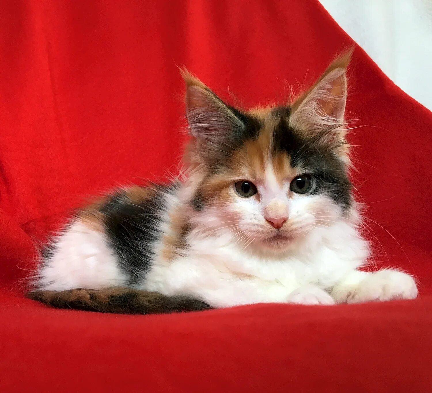 Котенок мейн кун трехцветный фото Мейн кун кошка трехцветная - Quara.ru