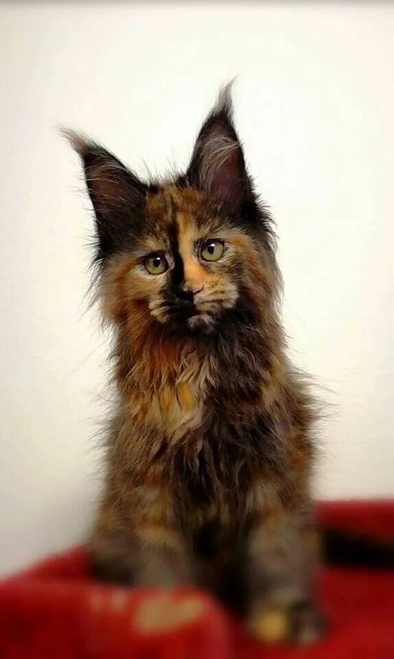 Котенок мейн кун трехцветный фото Pin on Maine ❤ Coon ❤