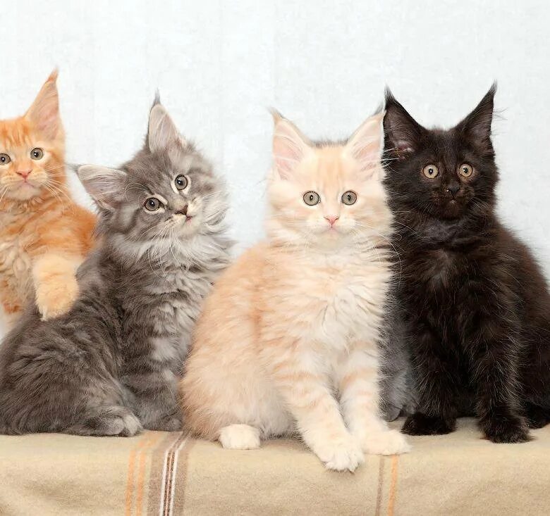 Котенок мейн куна фото и размеры Котята мей-кун - купить в Симферополе, цена 3 руб., продано 3 января - Кошки