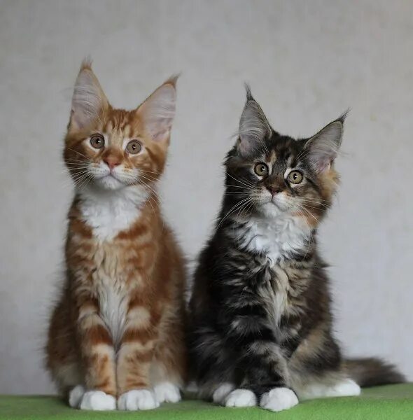 Котенок мейн куна фото и размеры В "Этажах" прошел фестиваль Мейн-кунов