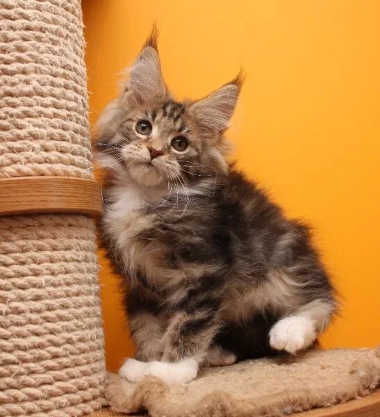 Котенок мейн куна фото и размеры Котята какой породы кошек милее?