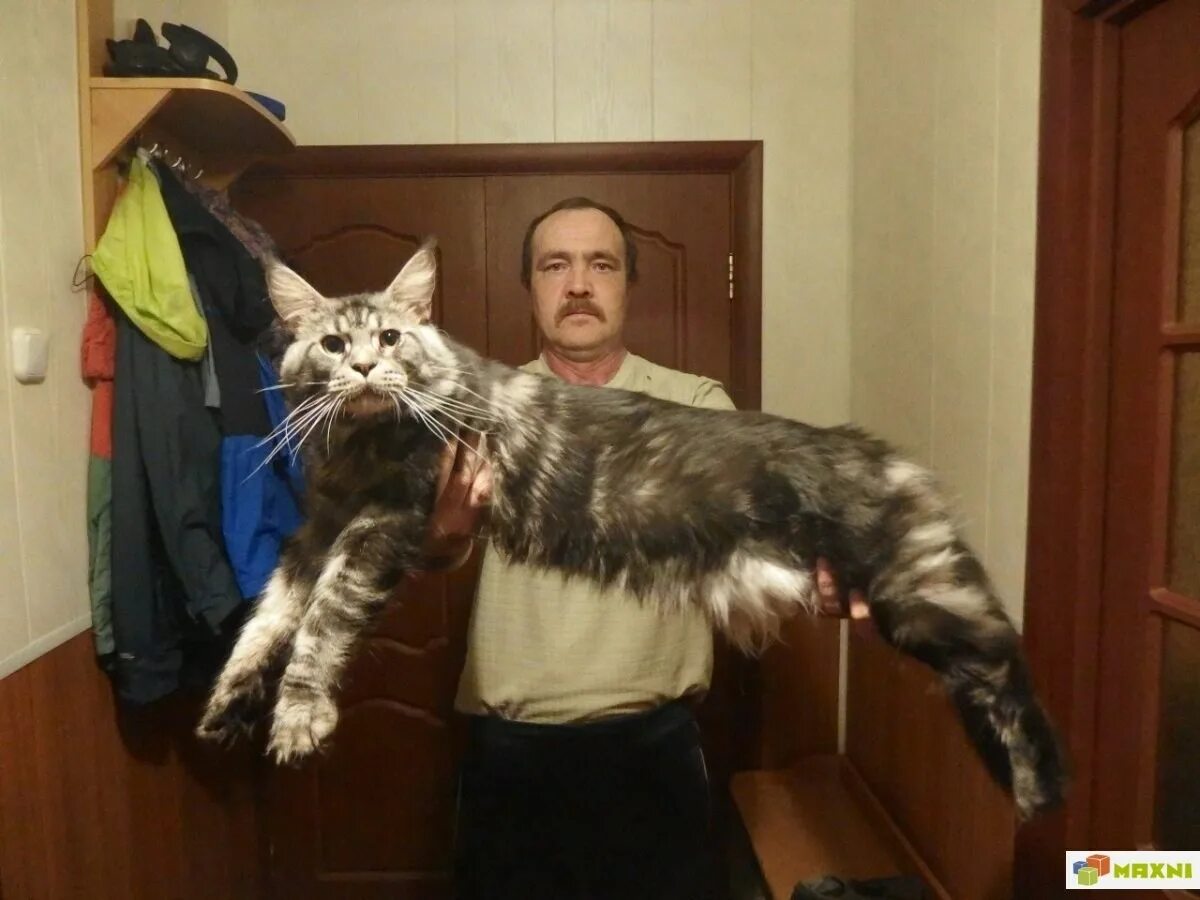 Котенок мейн куна фото и размеры Мейн кун размер фото