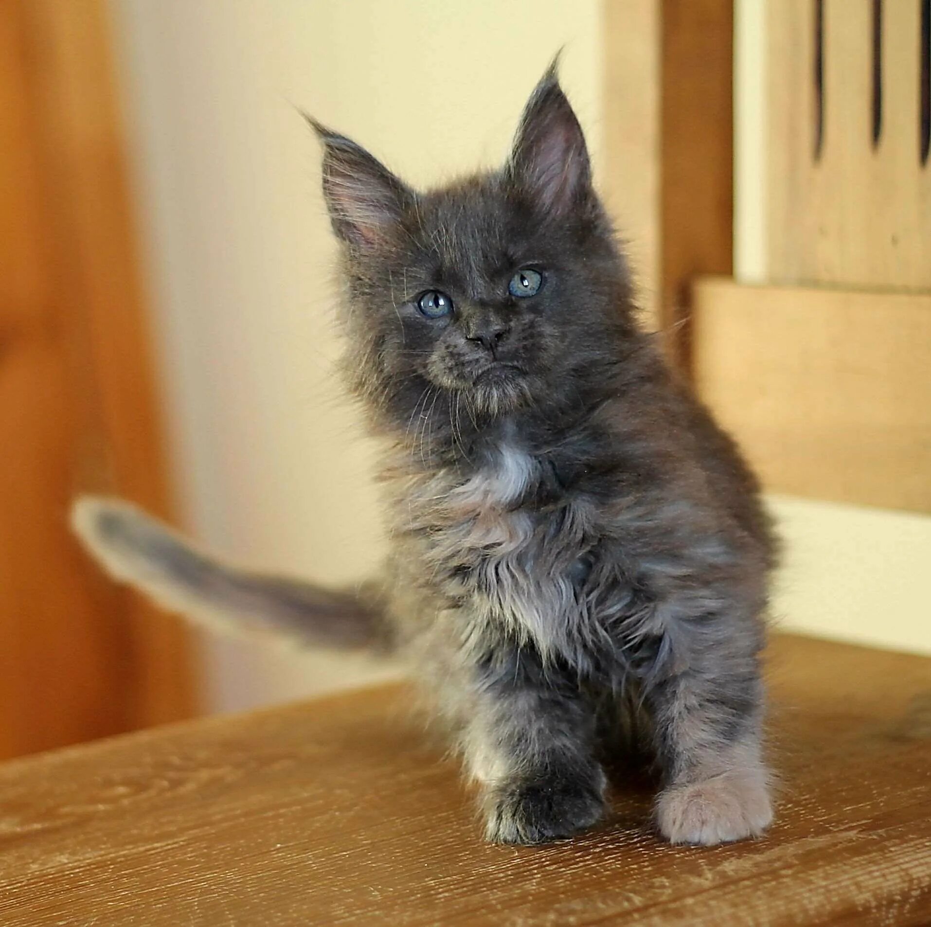 Котенок мейн куна фото и размеры Котенок мейн куна в добрые руки: найдено 71 изображений