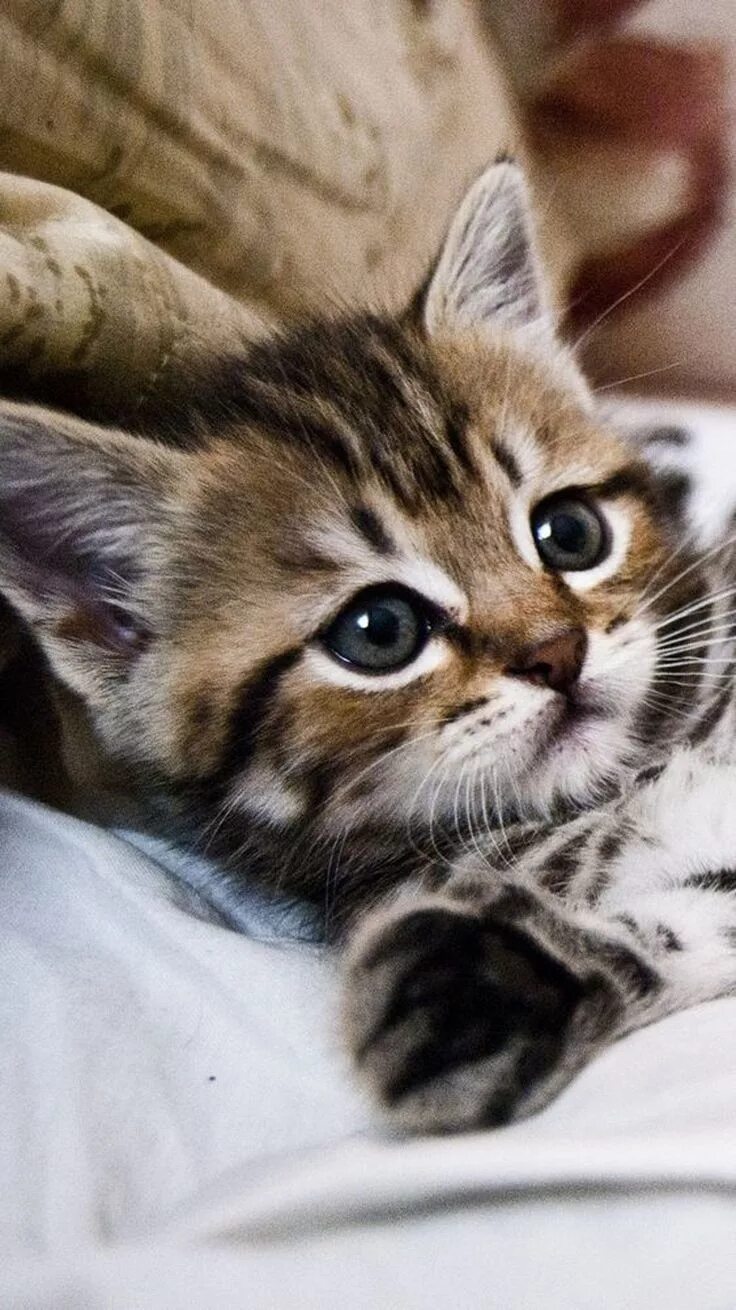 Котенок мир фото OMG Pretty Cats and Kittens Cute cats, Pretty cats, Cute baby animals