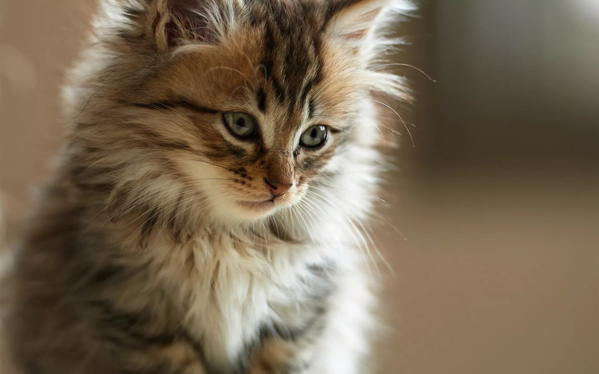 Котенок мир фото PlayGround.ru