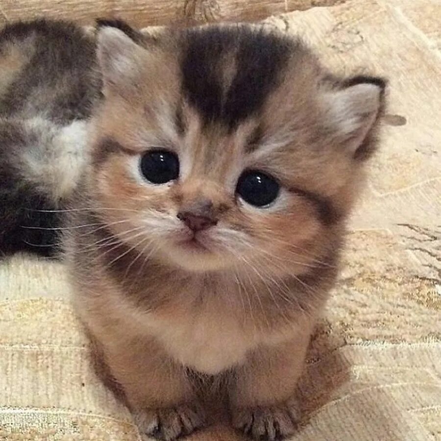 Котенок мир фото Cute Pet Animals - YouTube