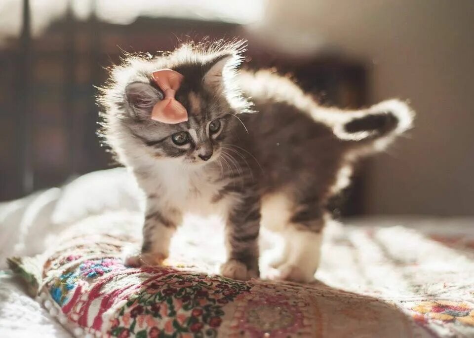 Котенок мир фото Kitty Cuteness Overload Kittens cutest, Cute animals, Funny animal pictures