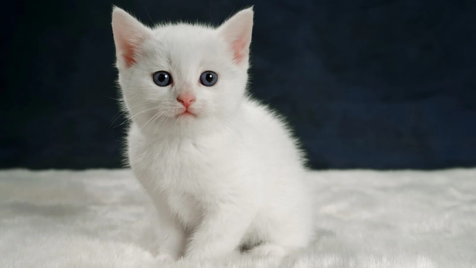 Котенок мир фото Скачать обои взгляд, котенок, портрет, малыш, белый котёнок, раздел кошки в разр