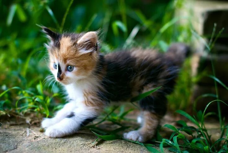 Котенок мир фото Post Pounce by Evan Travers Cute cats, Cute cats and kittens, Cute baby cats