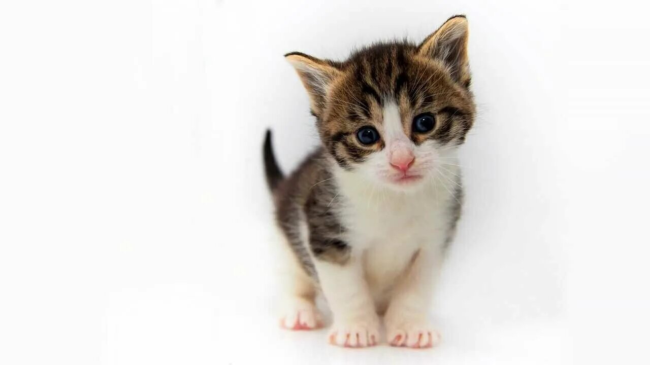 Котенок мир фото Картина котик смотрит на звезды купить в икеа - купить по низкой цене на Яндекс 