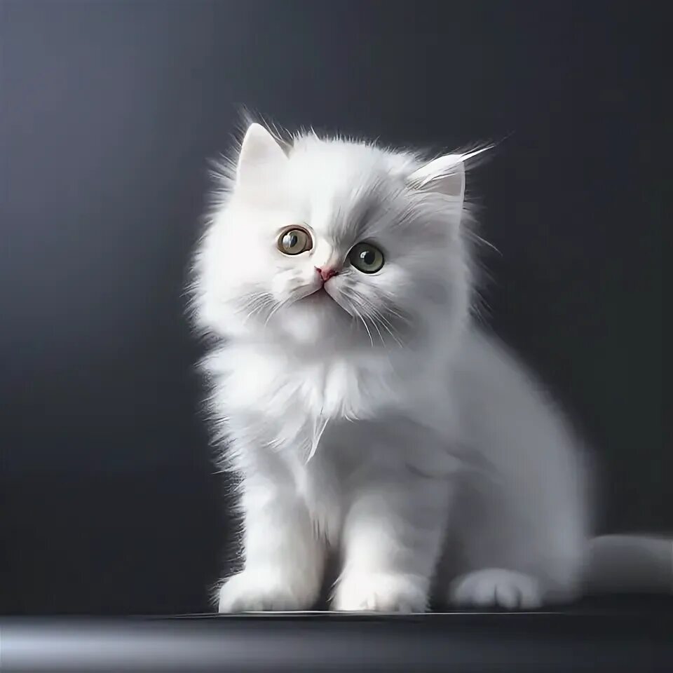 Котенок мир фото Лента