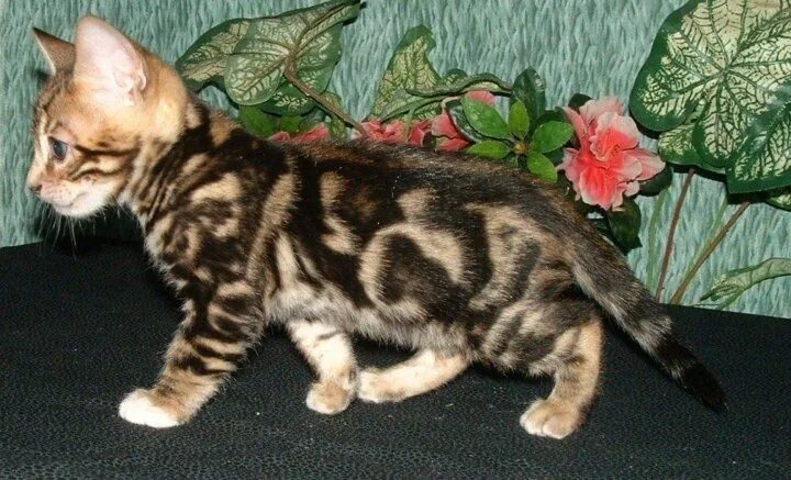Котенок мраморного окраса фото Яркие чистокровные бенгальские мраморные котята - купить в Санкт-Петербурге, цен