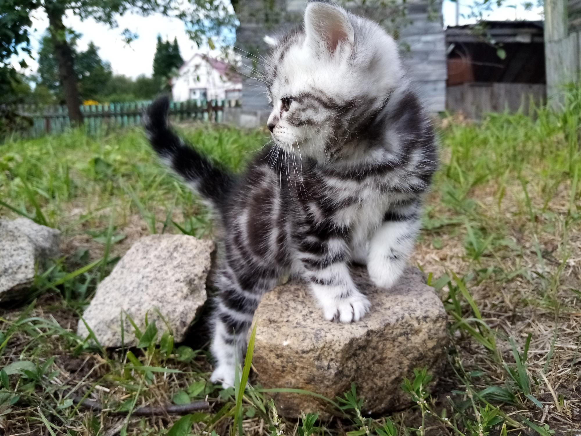 Котенок мраморного окраса фото Британские мраморные котята на продажу по цене 4000 ₽ в Новосибирске ADA