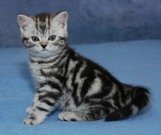 Котенок мраморного окраса фото Кошки - Кошки в Туркестанская область - OLX.kz