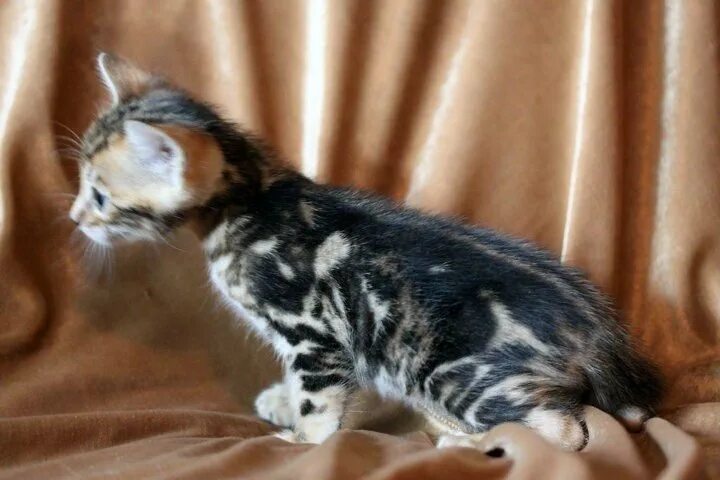 Котенок мраморного окраса фото Яркие чистокровные бенгальские мраморные котята - купить в Санкт-Петербурге, цен