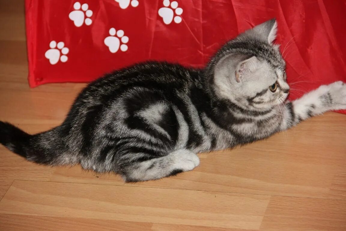 Котенок мраморного окраса фото Британская мраморная девочка продажа котенка Питомник кошек EridanCats.ru