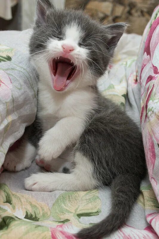 Котенок мяу фото Великий КОТЭ!!! Легендарная модель всех времён и народов. Клуб Foto.ru - страниц