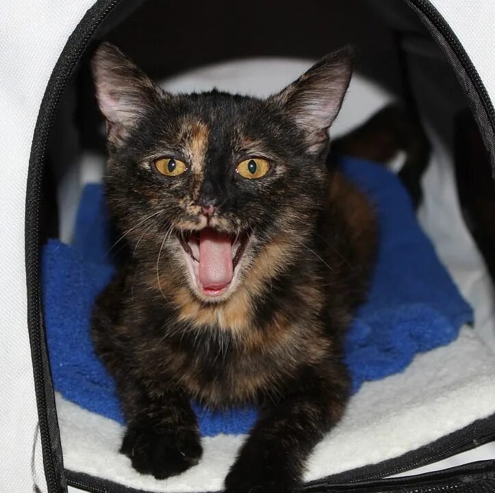 Котенок мяу фото https://www.i-sabuy.com/ แ ม ว meow tortoiseshell ข น า ด เ ล ก ป า ก เ ป ด Cats