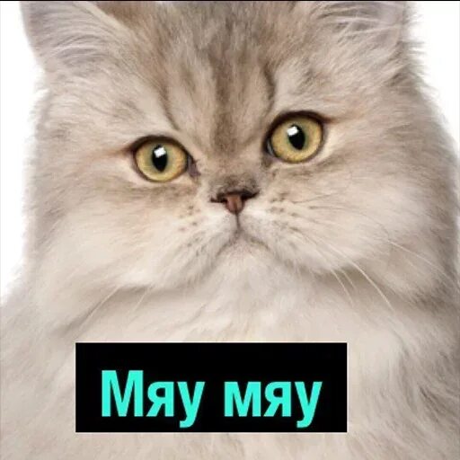 Котенок мяу фото Stiker Telegram ? dari "Полный Деградач" pack