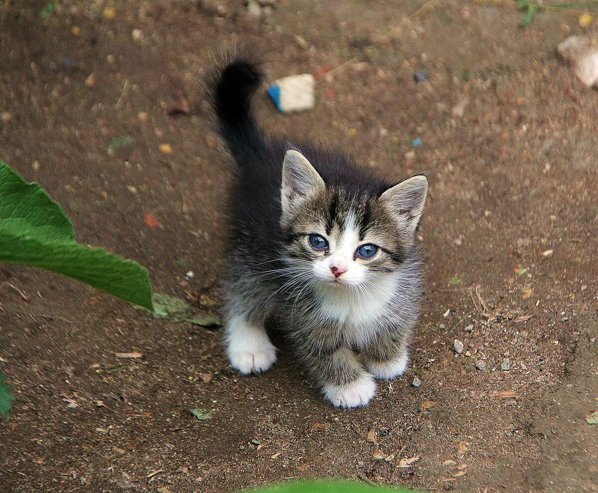 Котенок мяу фото "Я сказал мяу #дача #деревня #котёнок #лето" - card of the user Товарищ Иван in 