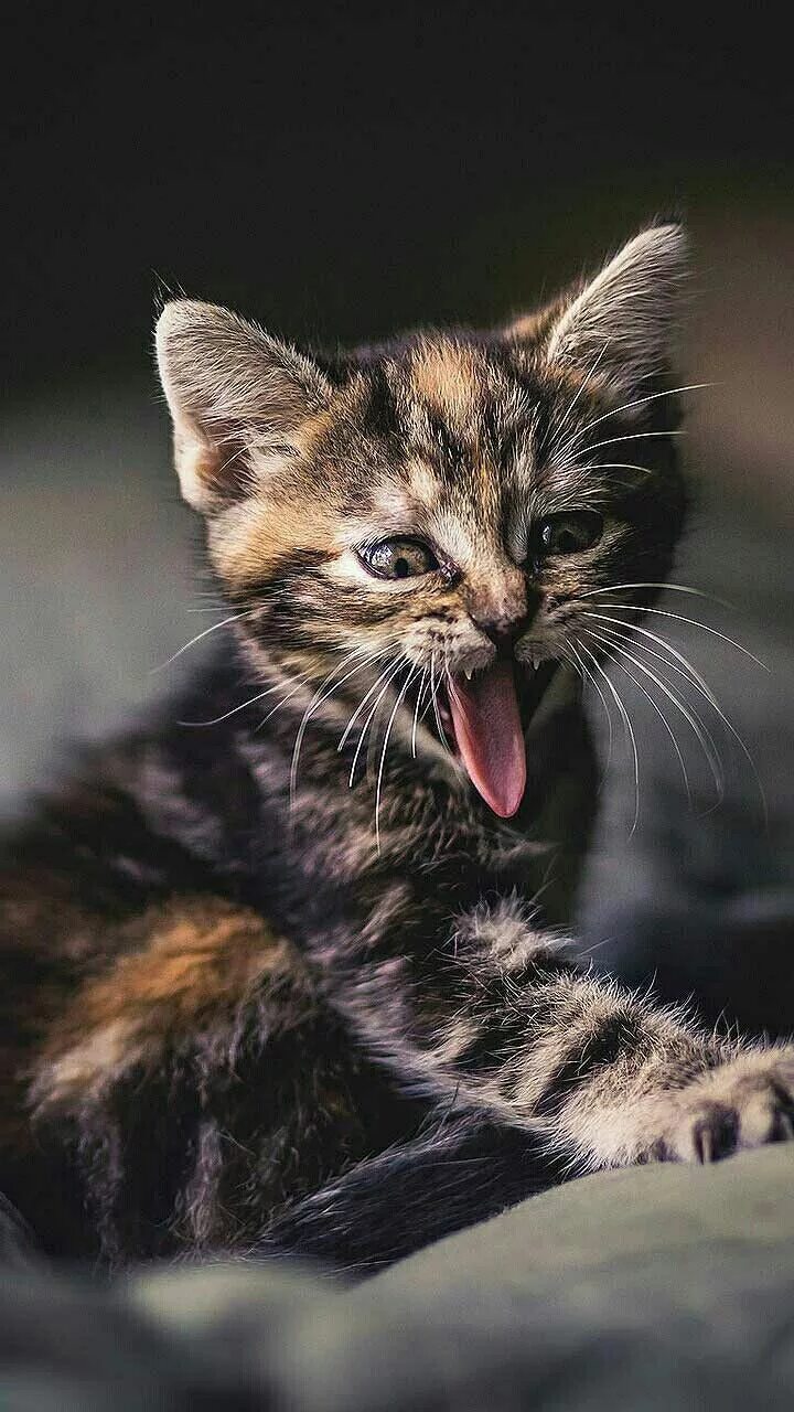 Котенок мяу фото Cutie cats panosundaki Pin