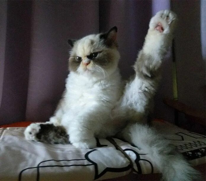 Котенок мяу фото Meet The New Grumpy Cat That Looks Even Angrier Than Her Late Predecessor в 2021